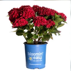 Cherry-Go-Round™ Hydrangea -Plant Seed Store Cherry Go Round Hydrangea 3