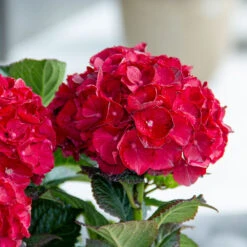 Cherry-Go-Round™ Hydrangea -Plant Seed Store Cherry Go Round Hydrangea 4