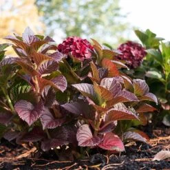 Cherry-Go-Round™ Hydrangea -Plant Seed Store Cherry Go Round Hydrangea 6