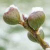Chicago Hardy Fig Tree - USDA Organic -Plant Seed Store Chicago Hardy Fig FGT 600x600 e8413273 a84c 4175 9fec bfc39b6b2bde