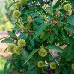 Chinese Chestnut Tree 10 Chinese Chestnut Tree -Plant Seed Store Chinese Chestnut 2 FGT