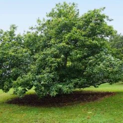 Chinese Chestnut Tree 12 Chinese Chestnut Tree -Plant Seed Store Chinese Chestnut 9