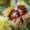Chinese Chestnut Tree -Plant Seed Store Chinese Chestnut FGT 600x600 8cec28b3 c228 4542 a30e f8bf9d6139cd