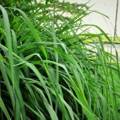 Citronella Grass (Cymbopogon Nardus) -Plant Seed Store Citronella GRass 5