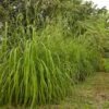Citronella Grass (Cymbopogon Nardus) -Plant Seed Store Citronella GRass FGT 600x600 b10313b7 b834 4295 9524 780e9024abec