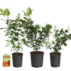 All-in-One Citrus Starter Kit -Plant Seed Store Citrus Starter Kit 2