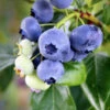 Climax Blueberry 1 Climax Blueberry -Plant Seed Store Climax Blueberry 600x600 7714f4df f6bc 419c 8100 ff1766e63362