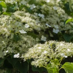 Climbing Hydrangea 7 Climbing Hydrangea -Plant Seed Store Climbing Hydrangea 2