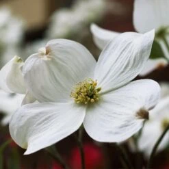 Cloud 9 Dogwood -Plant Seed Store Cloud 9 Dogwood 2 FGT
