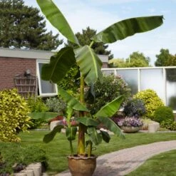 Cold Hardy Banana Tree -Plant Seed Store Cold Hardy Banana Tree 1