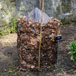 Cold Hardy Banana Tree -Plant Seed Store Cold Hardy Banana Tree FGT 3