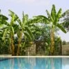 Cold Hardy Banana Tree -Plant Seed Store Cold Hardy Banana Tree FGT 600x600 2d27ad16 d574 4d6a 8669 7a29af9ca83c