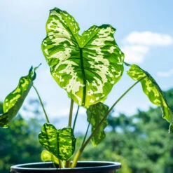 Colocasia 'Hilo Beauty' -Plant Seed Store Colocasia Hilo beauty 1