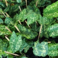 Colocasia 'Hilo Beauty' -Plant Seed Store Colocasia Hilo beauty 2