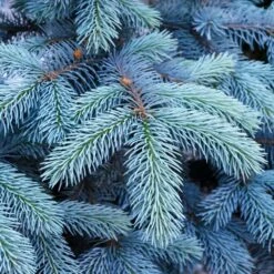 Colorado Blue Spruce Tree -Plant Seed Store Colorado BLue Spruce 1 FGT