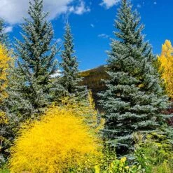 Colorado Blue Spruce Tree -Plant Seed Store Colorado BLue Spruce 4 FGT