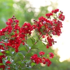 Colorama™ Scarlet Crape Myrtle Tree -Plant Seed Store Colorama Scarlet Crape Myrtle 2