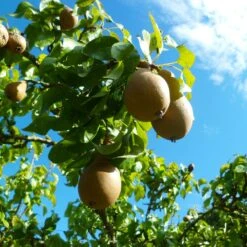 Comice Pear Tree -Plant Seed Store Comice Pear 4 FGT 6ddd185e 0290 4011 8ba5 2134152f5e67