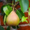 Comice Pear Tree 2 Comice Pear Tree -Plant Seed Store Comice Pear FGT 600x600 60b83431 5172 4869 a985 6d5b77fbab58