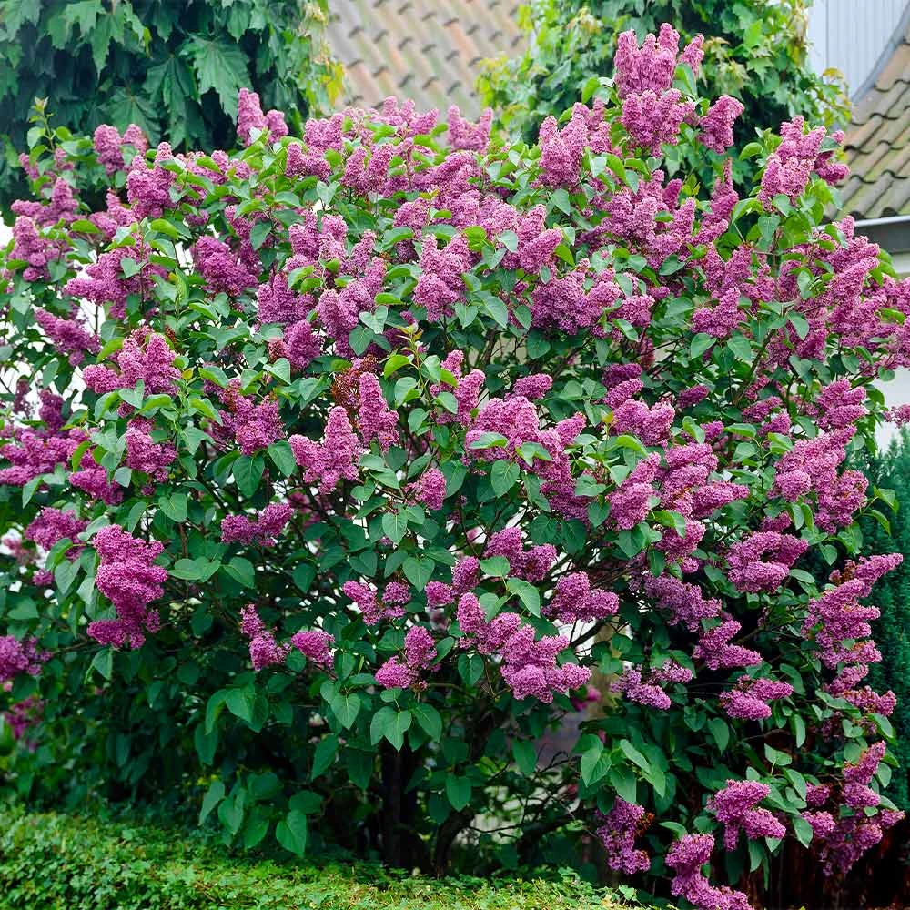 Common Purple Lilac 4 Common Purple Lilac - Image 2