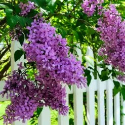 Common Purple Lilac 7 Common Purple Lilac -Plant Seed Store Common Purple Lilac 3