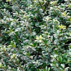 Compacta Japanese Holly Shrub -Plant Seed Store Compacta Holly 2