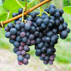 Concord Grape -Plant Seed Store Concord Grape 1 FGT