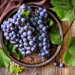 Concord Grape -Plant Seed Store Concord Grape 6 FGT