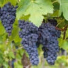 Concord Grape -Plant Seed Store Concord Grape FGT 600x600 61ee2f7c 1132 4389 bd32 7ea523eaa51e