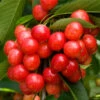 Coral Champagne Cherry Tree 1 Coral Champagne Cherry Tree -Plant Seed Store Coral Champagne Cherry Tree FGT 600x600 d00e7e91 e028 4e5b beac e6749ee3d606