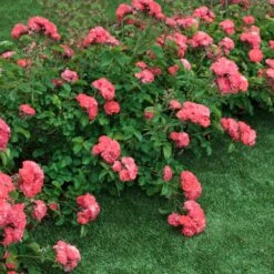 Coral Drift® Rose -Plant Seed Store Coral Drift Rose 2 FGT
