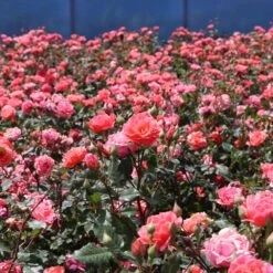 Coral Knock Out® Rose Shrub -Plant Seed Store Coral Knockout Rose 3 FGT