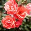 Coral Knock Out® Rose Shrub 2 Coral Knock Out® Rose Shrub -Plant Seed Store Coral Knockout Rose FGT 600x600 648fed75 c4bc 4987 93a6 de7b93aadabc