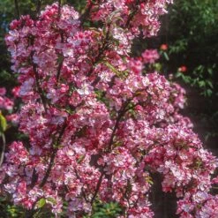 Coralburst® Crabapple -Plant Seed Store Coralbust Crabapple 1