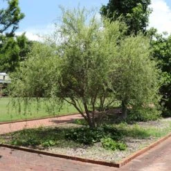 Corkscrew Willow Tree -Plant Seed Store Corkscrew Willow 1