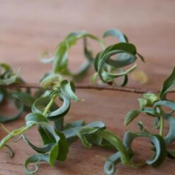 Corkscrew Willow Tree -Plant Seed Store Corkscrew Willow 2