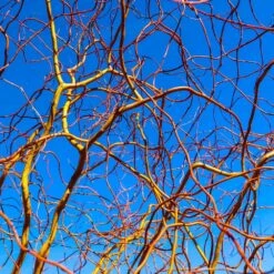 Corkscrew Willow Tree -Plant Seed Store Corkscrew Willow 6