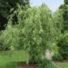 Corkscrew Willow Tree -Plant Seed Store Corkscrew Willow FGT 600x600 98e00d96 a189 43b0 87e6 dd2ecee62aac