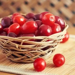 Cornelian Cherry Dogwood Tree -Plant Seed Store Cornelian Cherry Dogwood 1 FGT