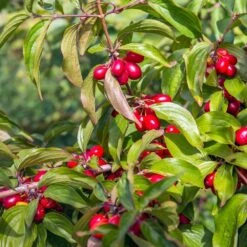 Cornelian Cherry Dogwood Tree -Plant Seed Store Cornelian Cherry Dogwood 2 FGT