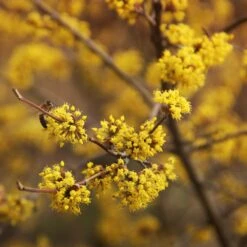 Cornelian Cherry Dogwood Tree -Plant Seed Store Cornelian Cherry Dogwood 3 FGT
