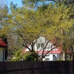 Cornelian Cherry Dogwood Tree -Plant Seed Store Cornelian Cherry Dogwood 4 FGT