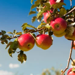 Honeycrisp™ & Cortland Twisted Apple Tree -Plant Seed Store Cortland