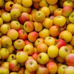 Cox's Orange Pippin Apple Tree 9 Cox's Orange Pippin Apple Tree -Plant Seed Store Coxs Orange Pippen 2