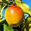 Cox's Orange Pippin Apple Tree -Plant Seed Store Coxs Orange Pippen FGT 600x600 65b7eab2 8aba 4949 9b04 4b7cb624ed71