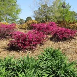 Crimson Fire™ Loropetalum 8 Crimson Fire™ Loropetalum -Plant Seed Store Crimson Fire Loropetalum 1