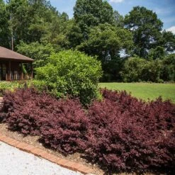 Crimson Fire™ Loropetalum 9 Crimson Fire™ Loropetalum -Plant Seed Store Crimson Fire Loropetalum 3