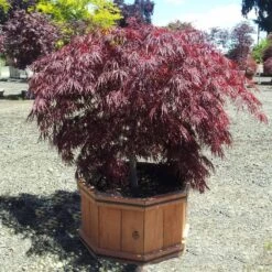 Crimson Queen Japanese Maple -Plant Seed Store Crimson Queen Japanese Maple 1