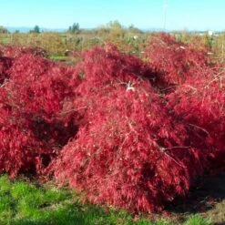 Crimson Queen Japanese Maple -Plant Seed Store Crimson Queen Japanese Maple 2
