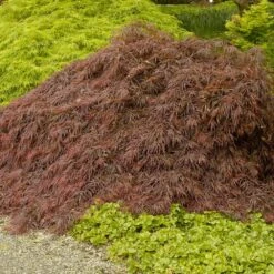 Plant Seed Store -Plant Seed Store Crimson Queen Japanese Maple 4